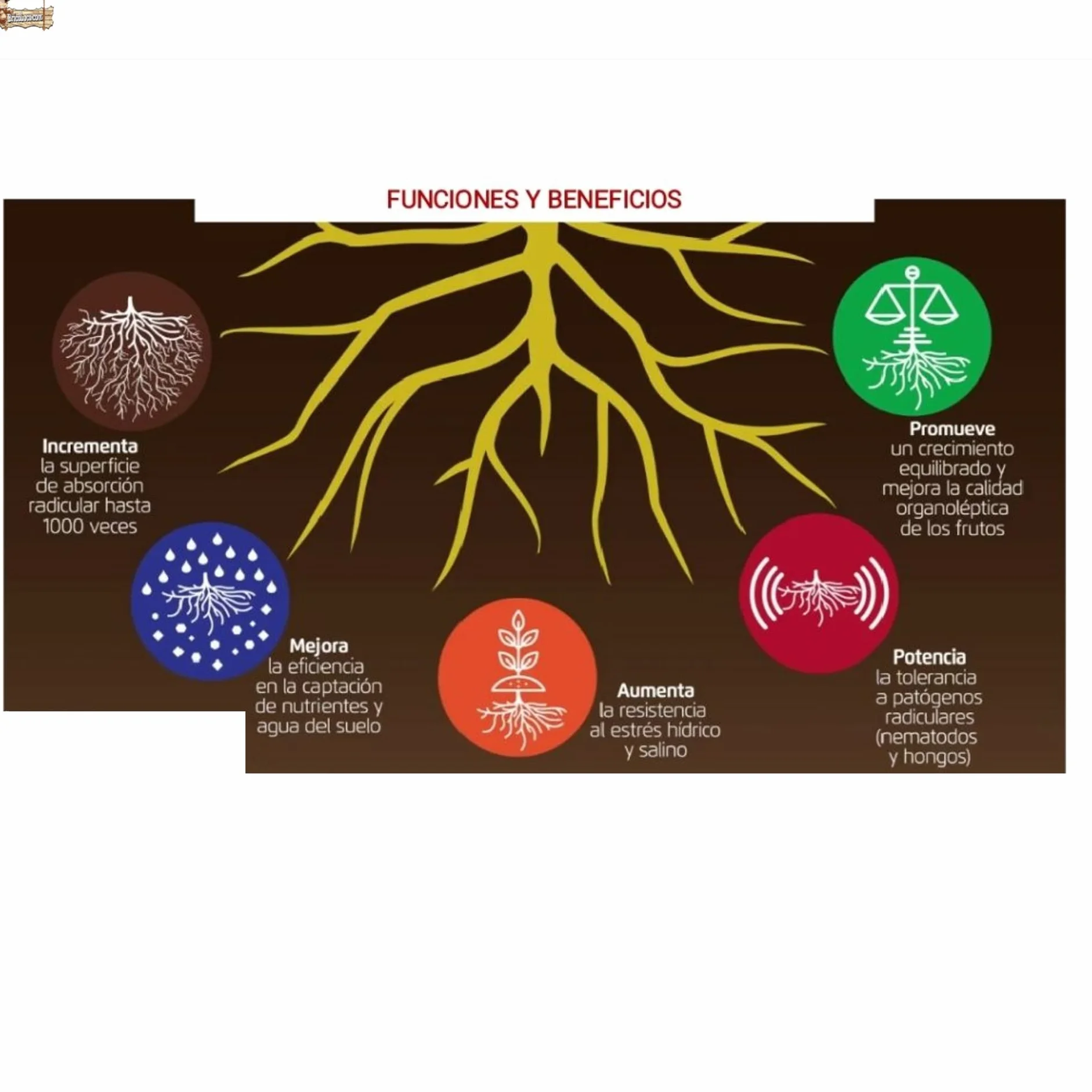Micorrizas trichoderma bacterias rizosfera 300 uds Pastillas enraizante fungicida enraizador estimulador Acelerador Fortalecer raíces Plantas árboles esquejes