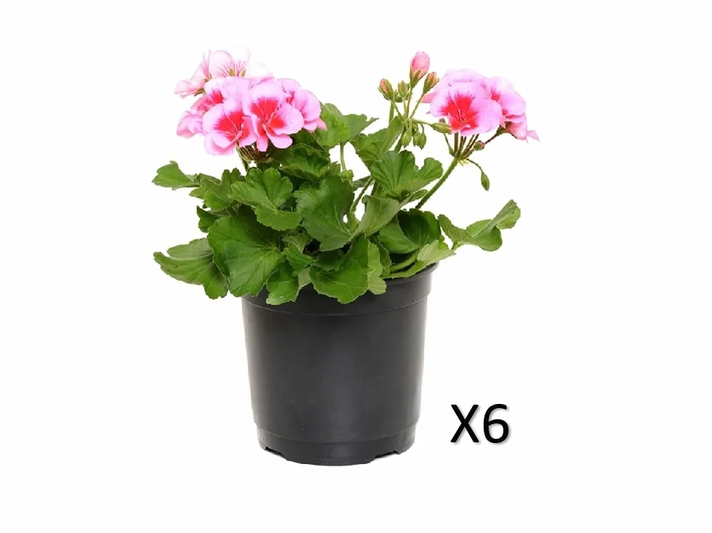 Verdecora Pack 6 Geranios Zonal Maceta Ø13cm 30-35cm Planta Natural Exterior
