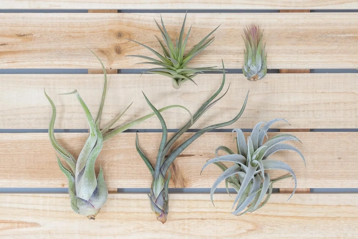 Pack Tillandsias Naturales Plantas Aéreas Sin Tierra Set Variado Decorativo Fácil Cuidado (15)