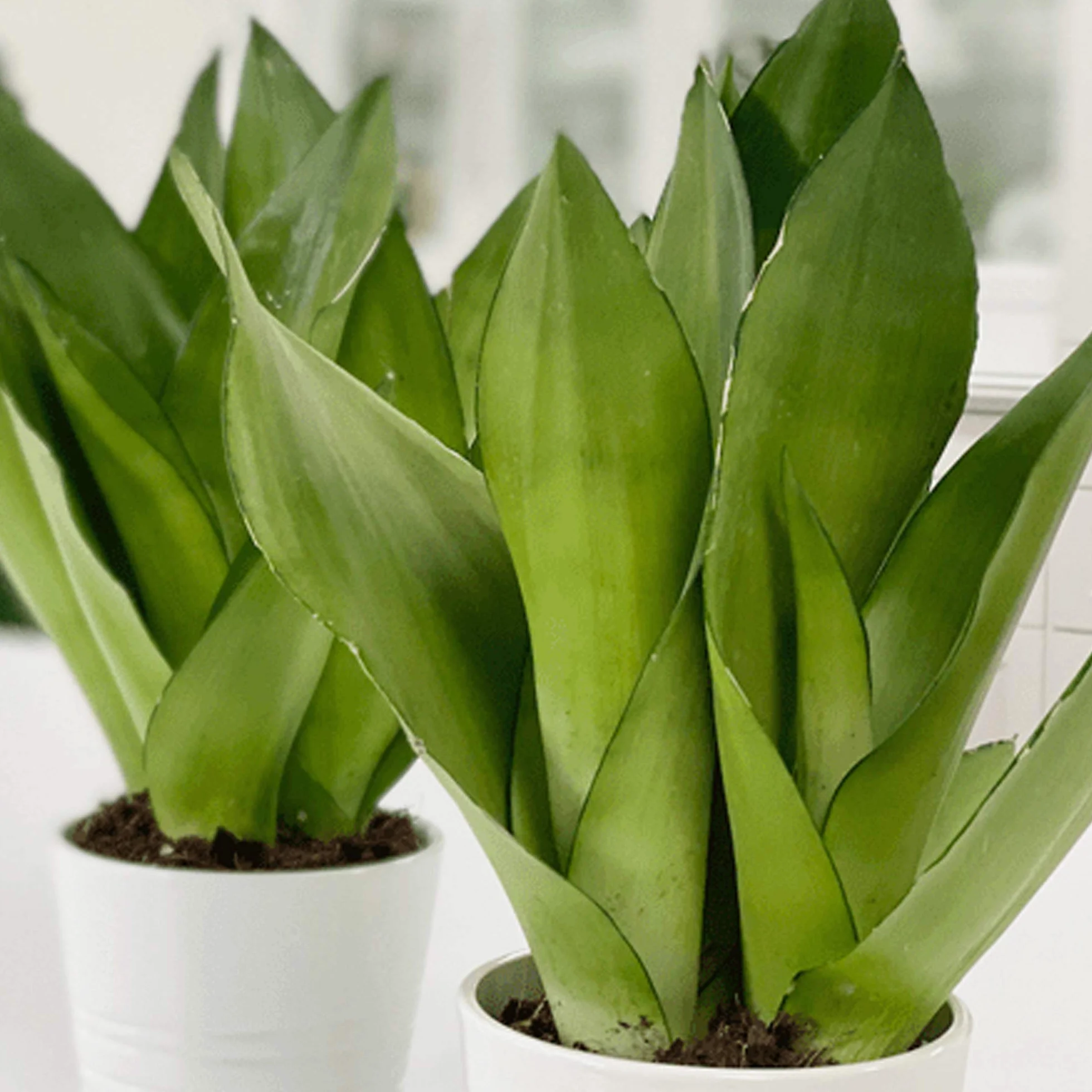 Sansevieria Moonshine 30-40cm w doniczce roślina do domu