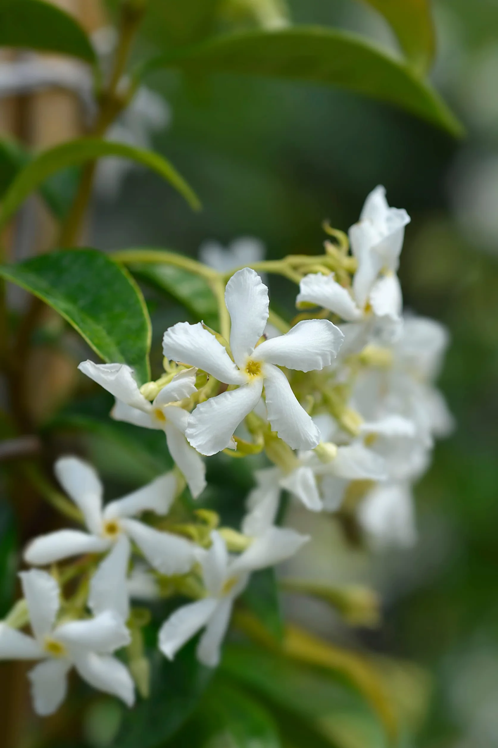Jazmín Estrella - Jazmin Chino o Chile - Falso jazmín Planta natural con flor de exterior (Maceta 3 Litros)
