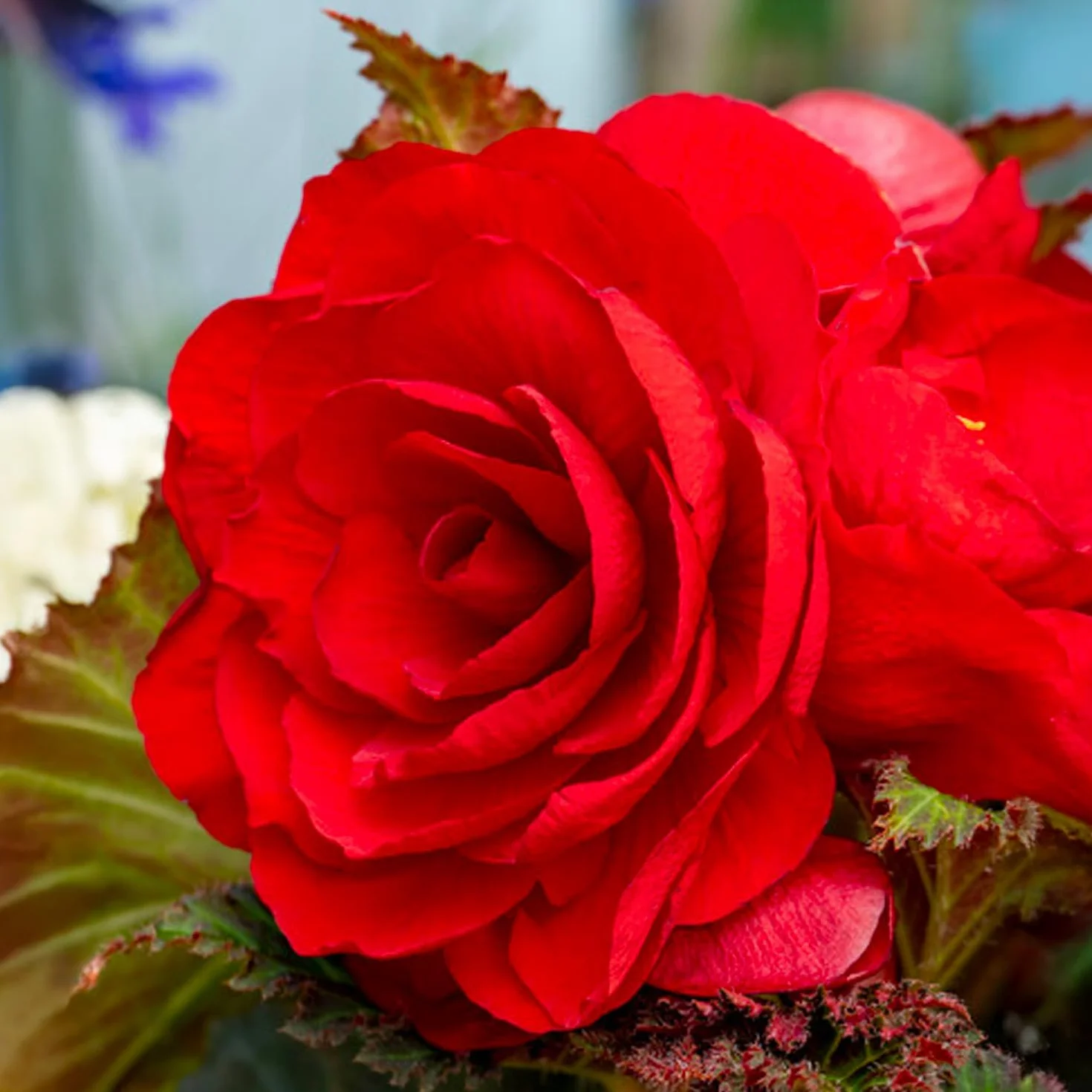 Bulbos de Begonia Doble Roja 3 uds. Selección exclusiva Holanda
