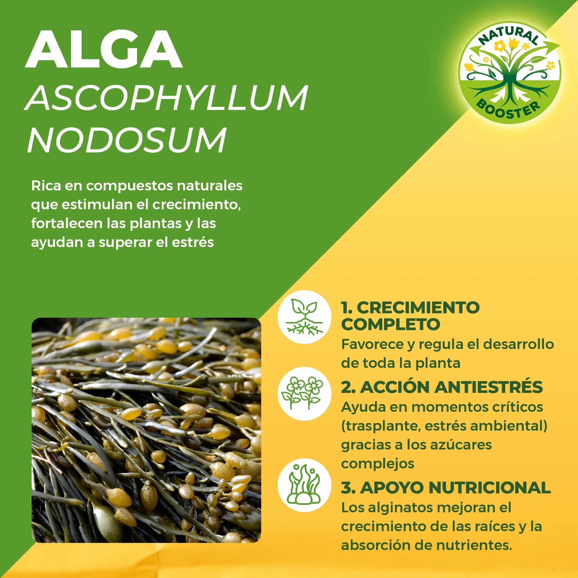 Solabiol Enraizante líquido orgánico para esquejes y plantas trasplantadas
