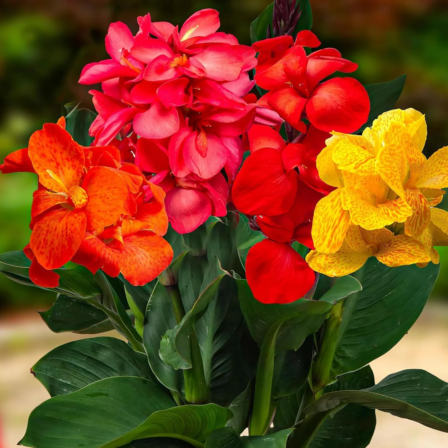 Riesen Canna Mezcla - 5 Plantas Naturales Exterior de Holanda - Plantas Resistentes para Jardin, Macetas y Balcón