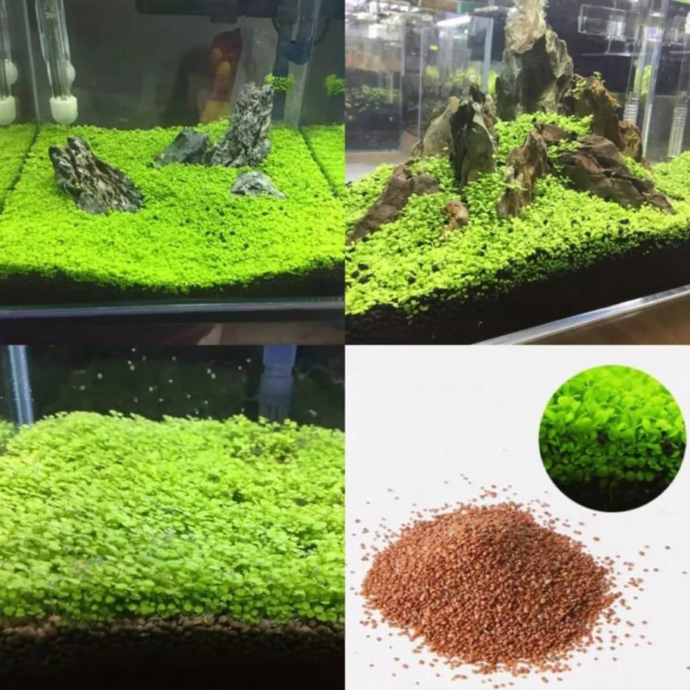Semillas de plantas de acuario para pecera, decoración de hierba de agua, planta de primer plano de jardín