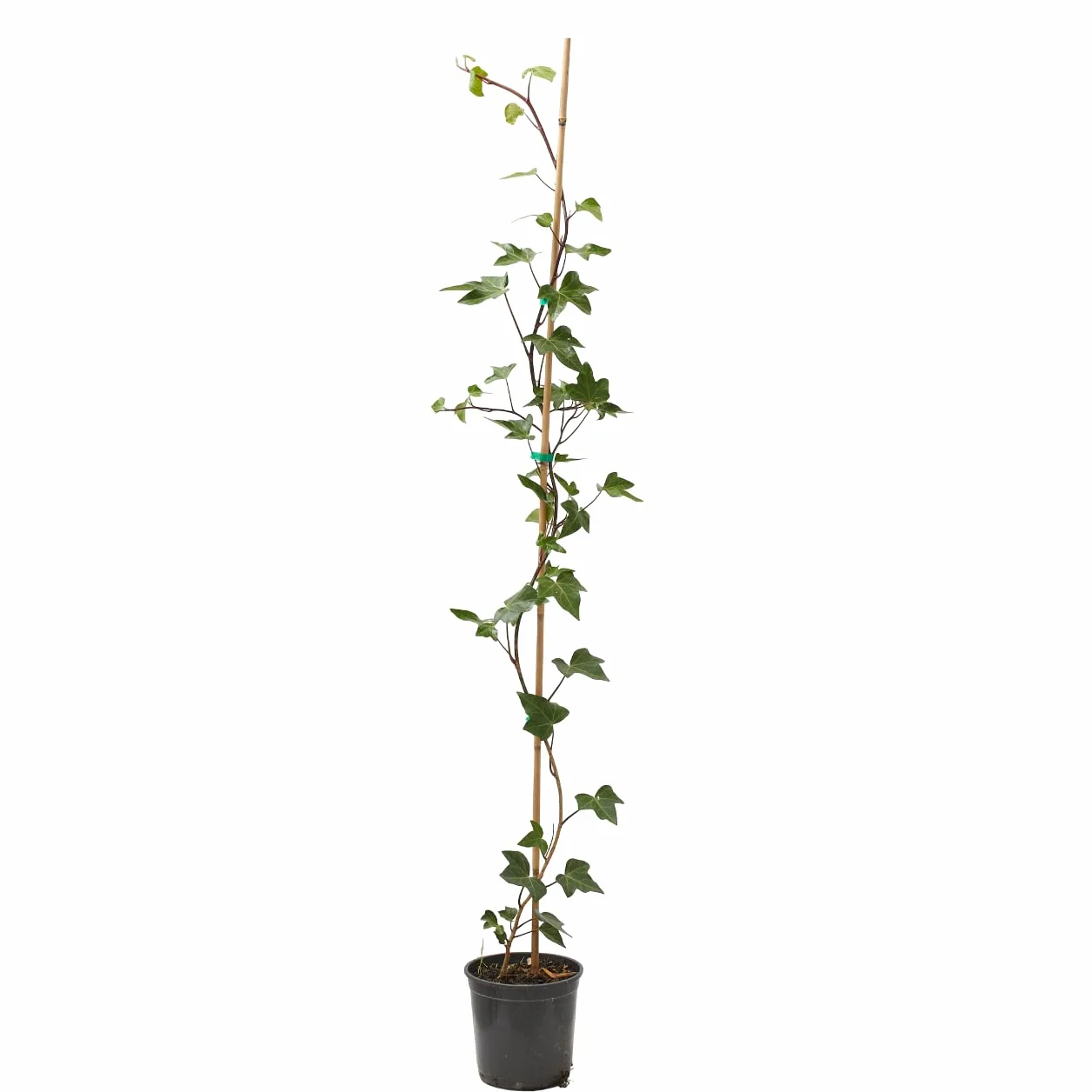 Verdecora Hiedra con Tutor maceta Ø15 cm Planta Natural Trepadora Interior Exterior