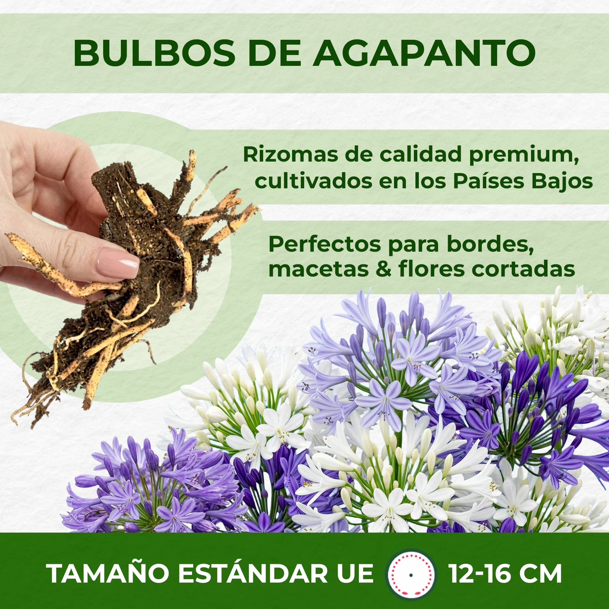 Agapanthus Africanus Azul y Blanco Torbellino - 4 Plantas - Plantas Naturales Exterior de Holanda - Resistentes - Decoracion Jardin y Balcón