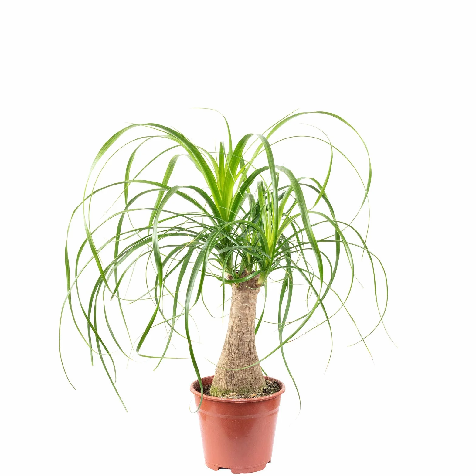 Beaucarnea 1 tronco planta interior fácil cuidar altura 40 cm maceta 14 cm