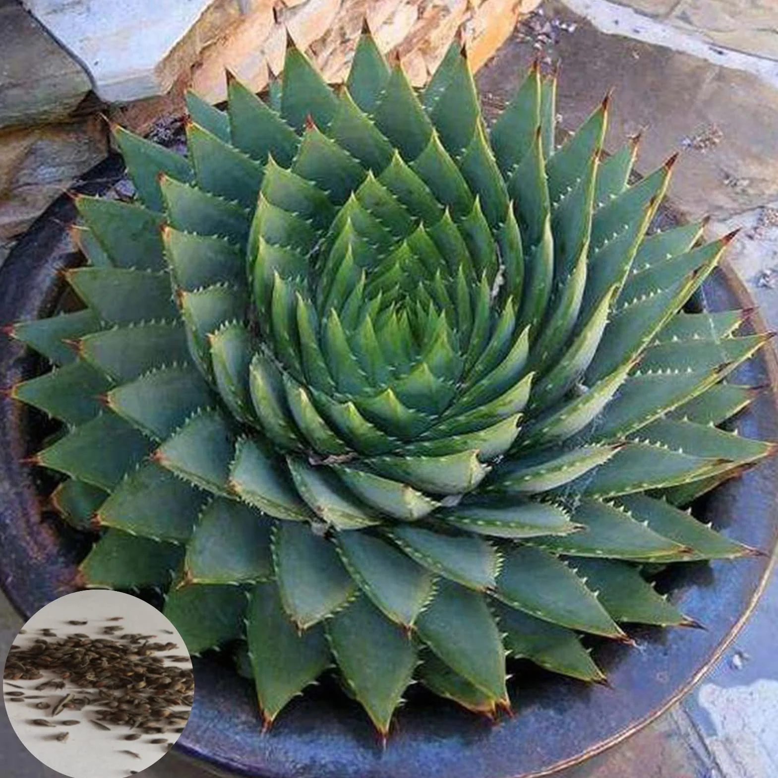 Semi di Aloe a Spirale da Giardino 100 pz | Succulente Naturali per Balcone 1size