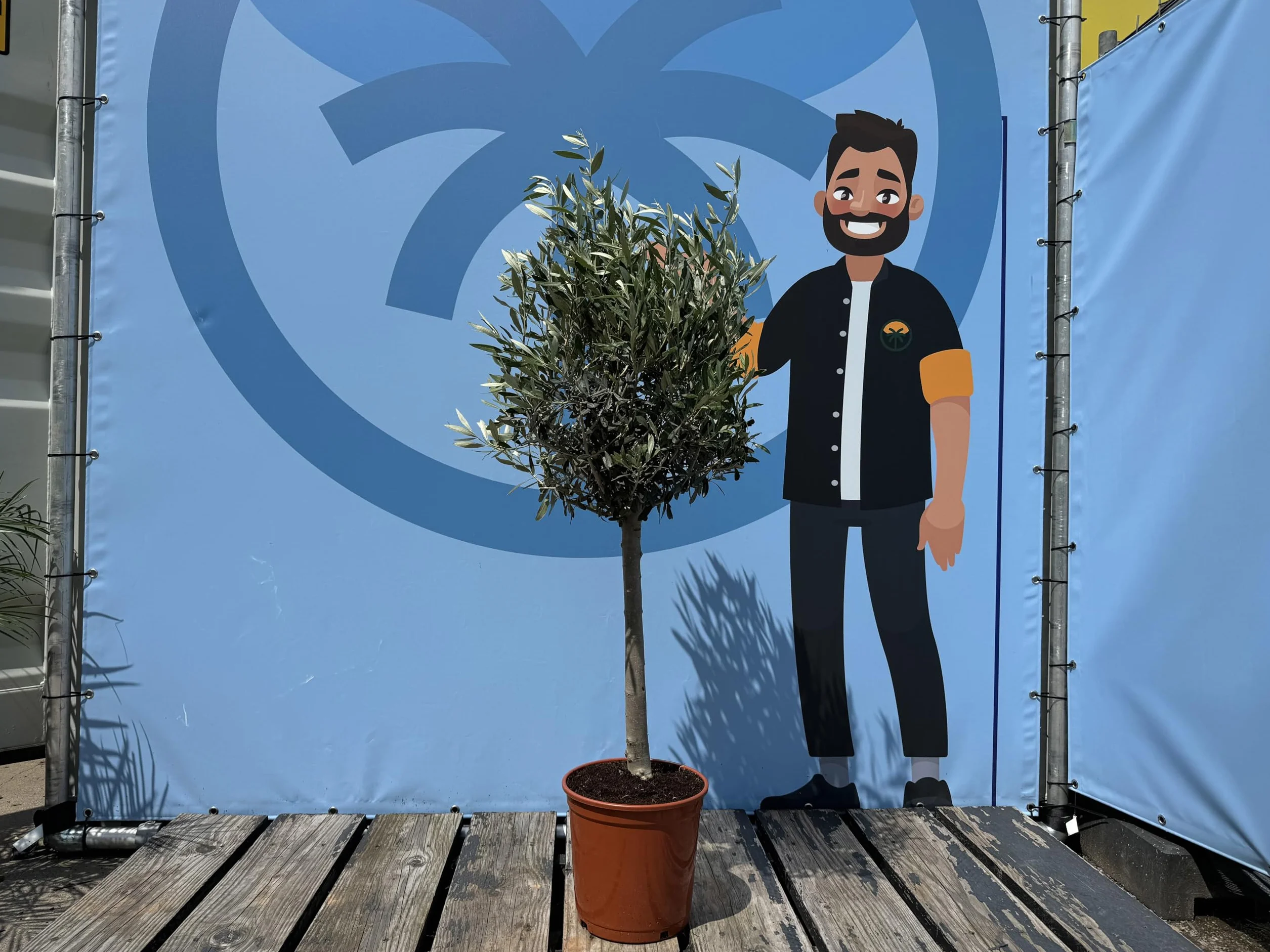 Olea Europea Olivo Lechín 100cm Roślina Odporna na Mróz i Suszę