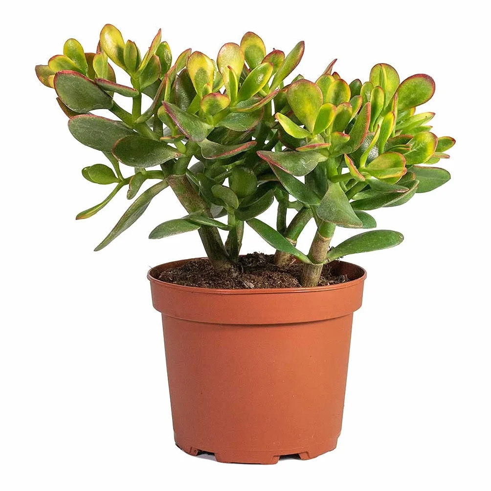 Crassula Ovata Planta de Jade Suculenta Interior Exterior