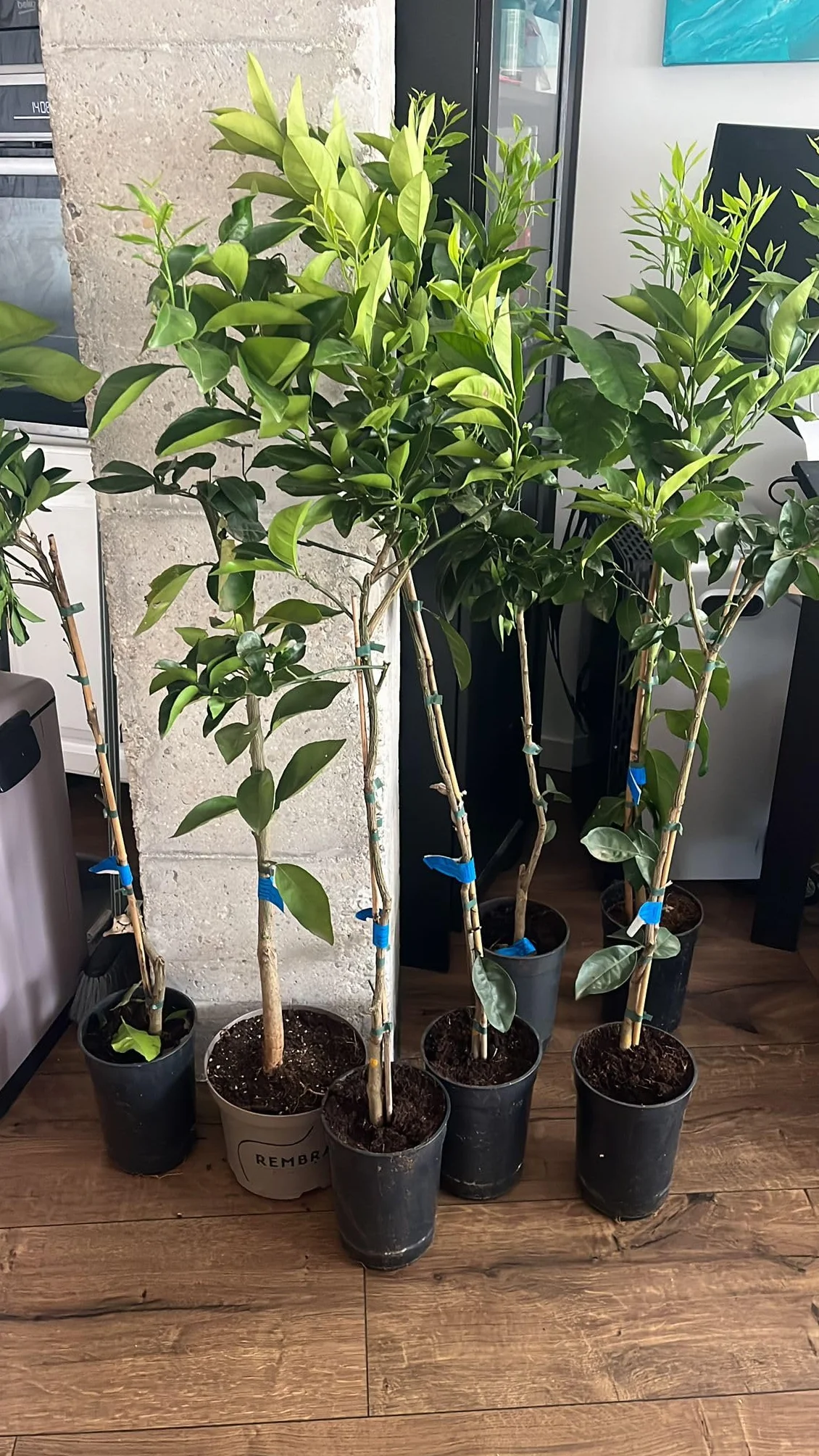 Árbol Naranjo Valenciano en Maceta, Planta Cítrica con Flores Blancas, Naranjas Dulces