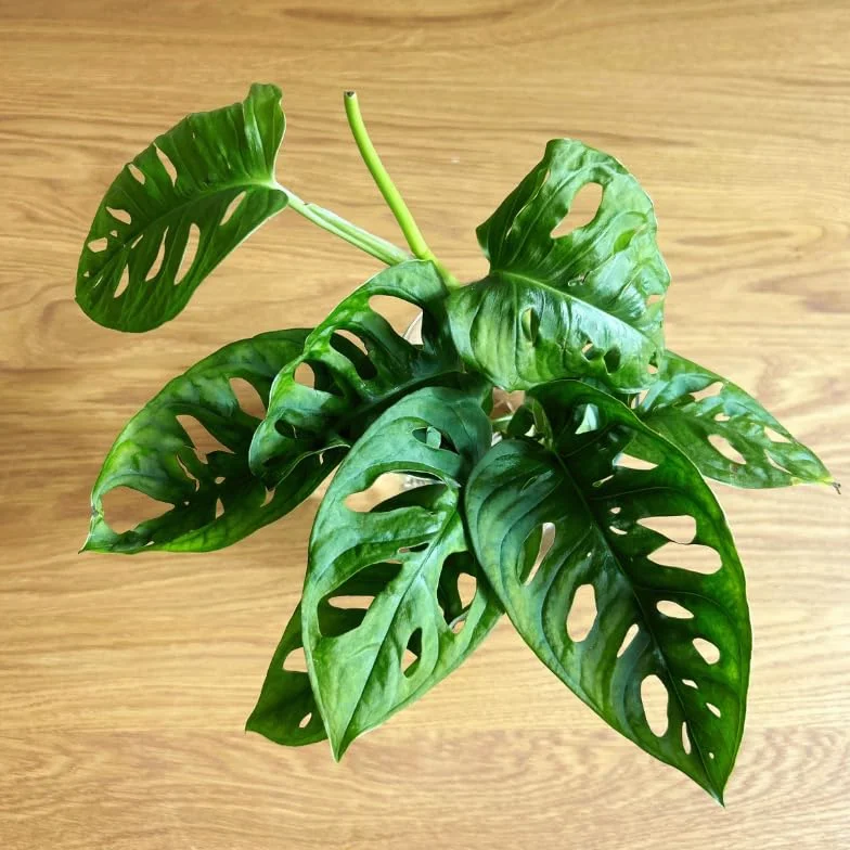 Monstera Hidroponia Estación de Propagación de Plantas en Agua