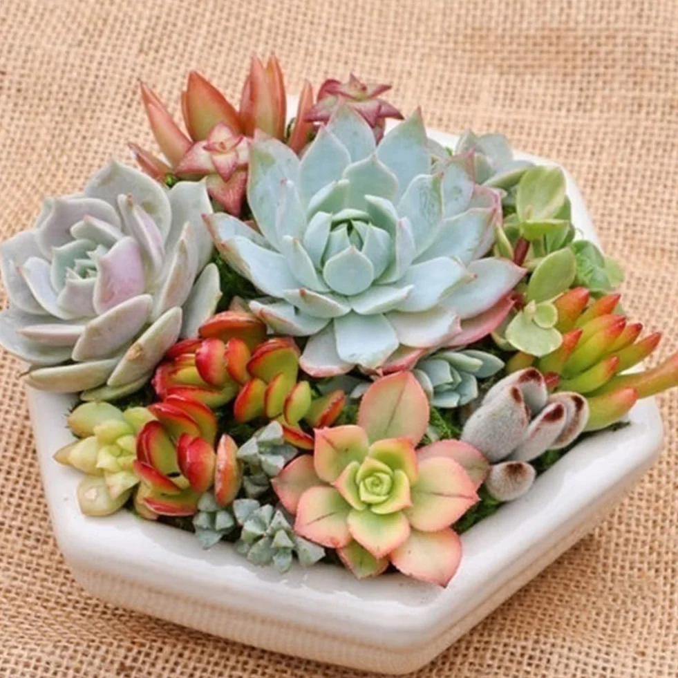 Semillas de Plantas Suculentas Ornamentales 500 Unids para Maceta Bonsai Decoración Jardín