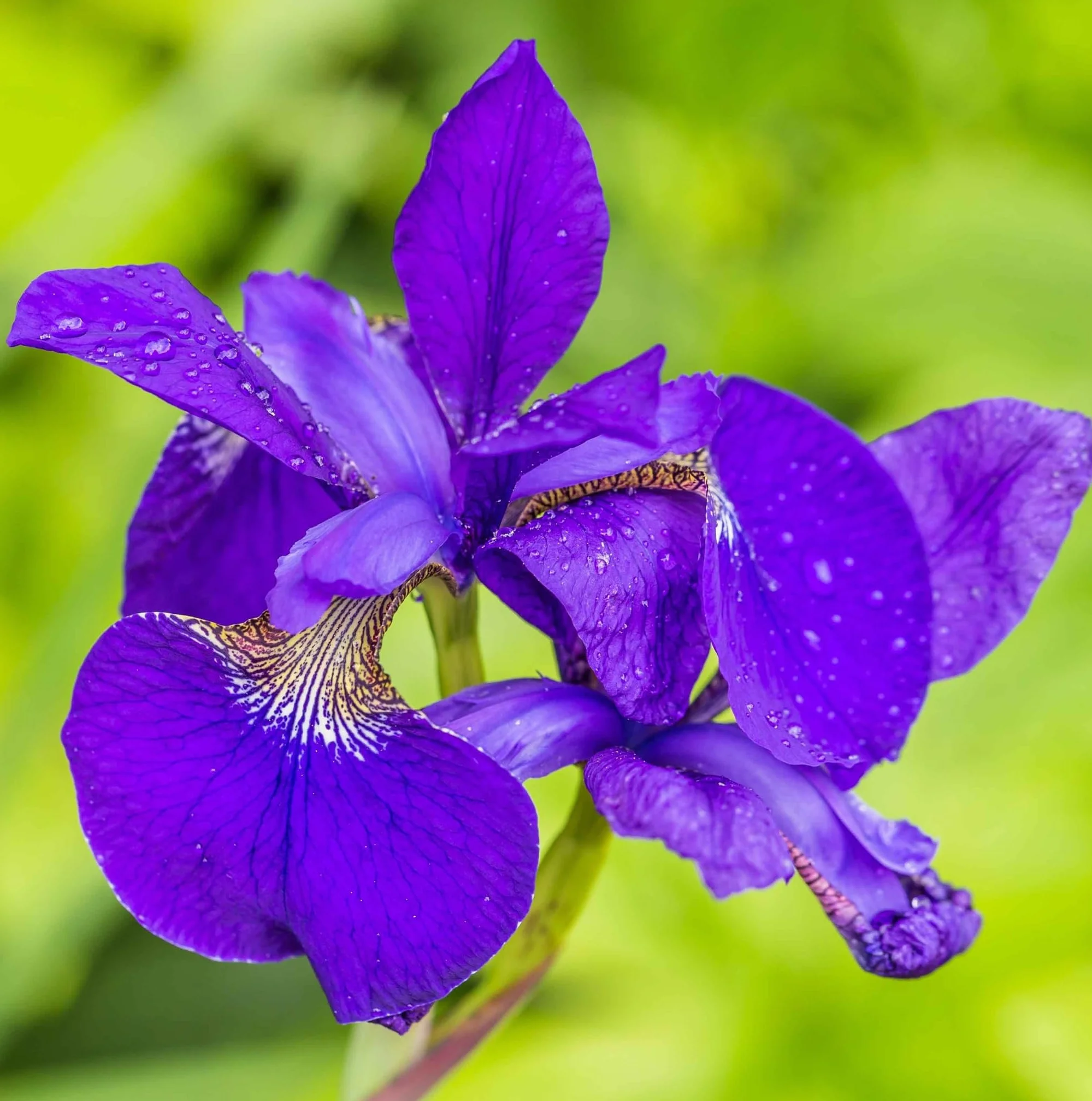 Isla Flotante para Estanque con Iris Azul, Set de Plantas Acuáticas 4x Iris kaempferi, Kit Completo con Cesta, Sustrato y Abono