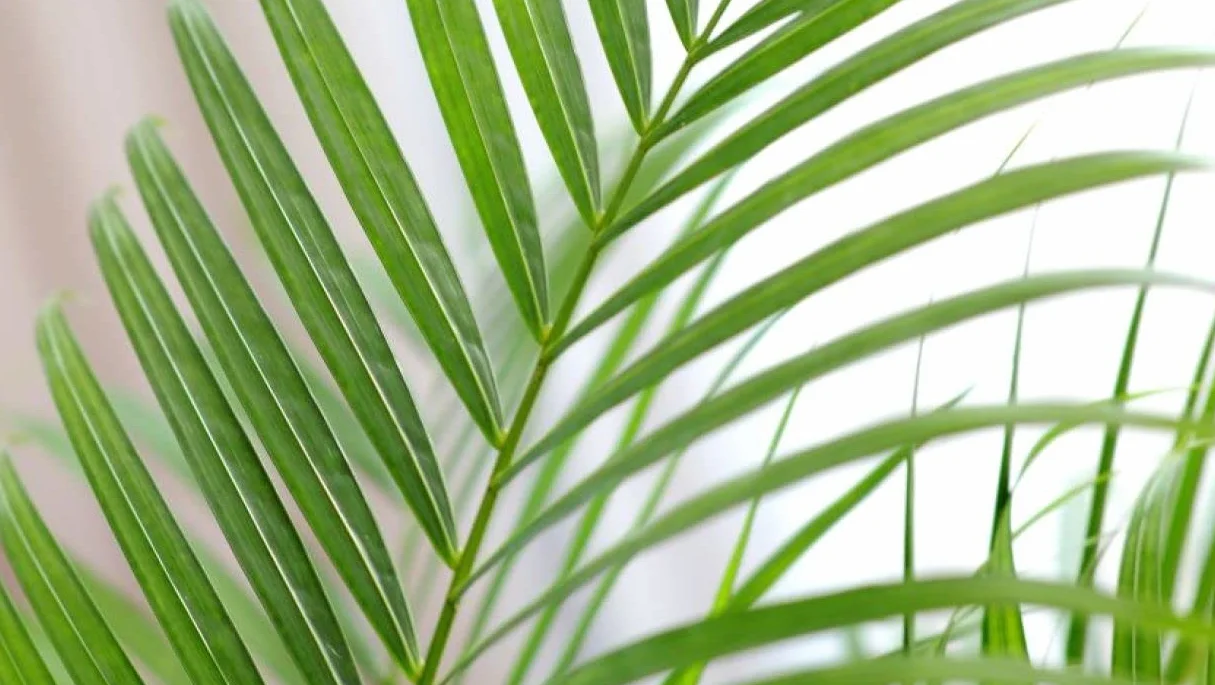 Verdecora Areca | Palmera amarilla | Palma de frutos de oro | Palmera bambú | Reina de las palmas | Planta Tropical natural de interior y exterior en maceta de 4 litros