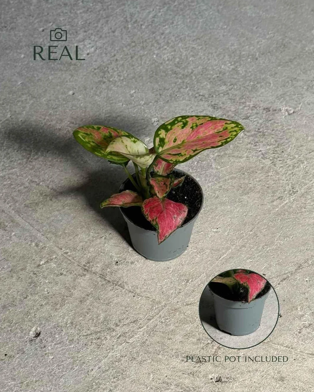 Aglaonema Pink Mini Planta Natural Interior Decorativa Compacta Ø6 cm