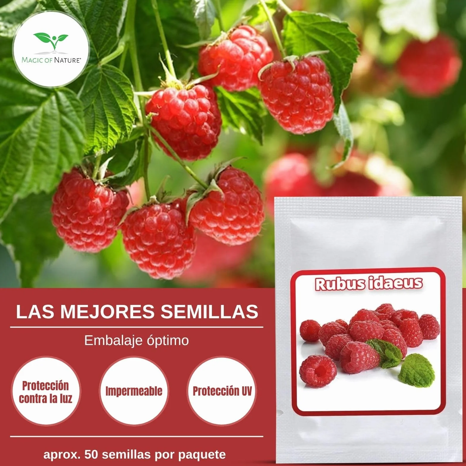 Semillas de Frambuesa Roja Rubus idaeus Perenne 50 Uds Resistente al Invierno