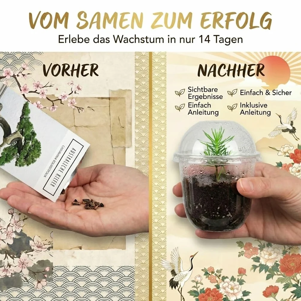 GROW2GO Bonsai Kit Set con Mini Invernadero, Semillas y Tierra - Pino Australiano