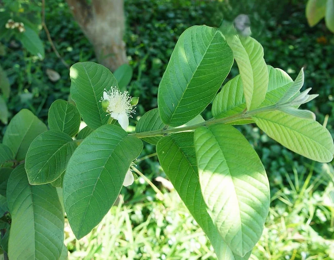 Semillas de Guayaba Psidium guajava Árbol Frutal Exótico