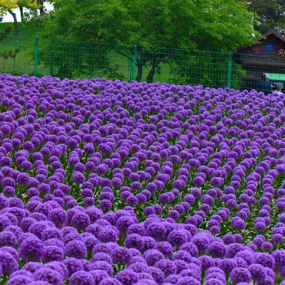 Bulbos de Allium giganteum ornamentales resistentes perennes 10 piezas