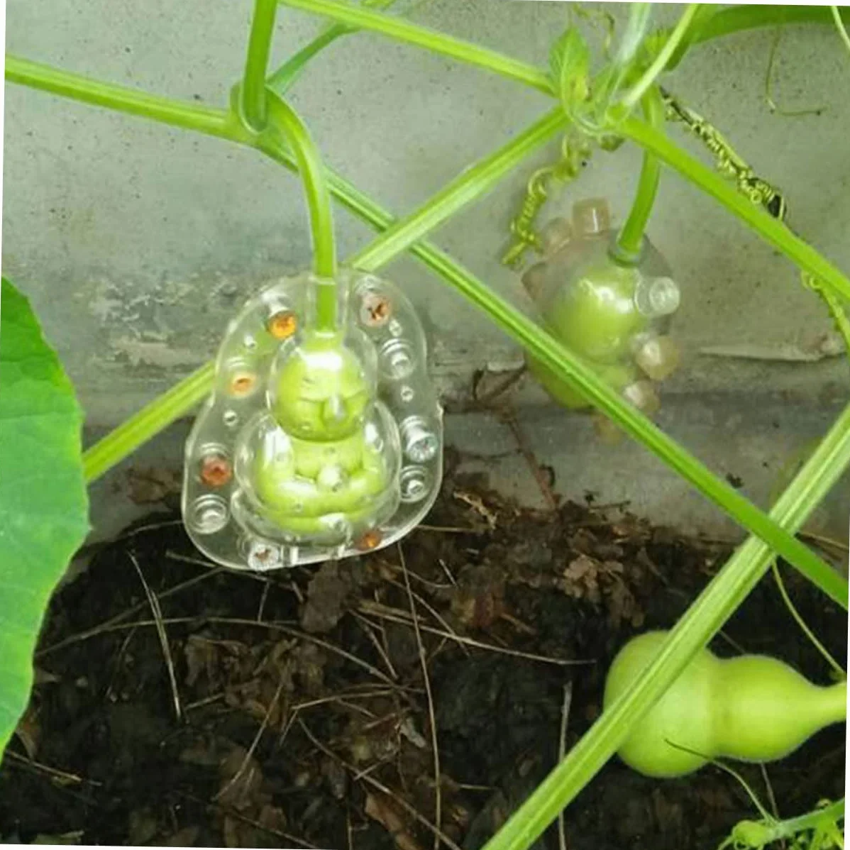 BESPORTBLE 5 piezas Moldes Transparentes Para Frutas Ginseng Jardinería Verduras