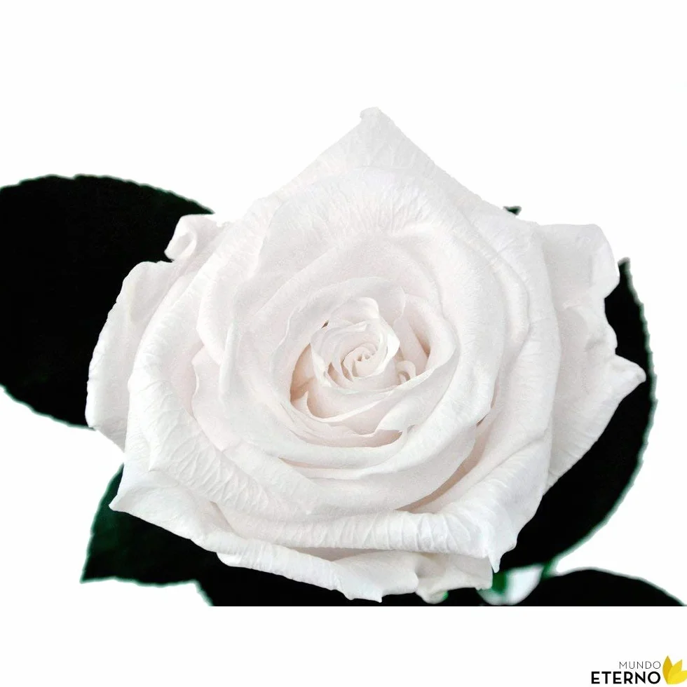 Róża Wieczna Preservada 35cm Biała