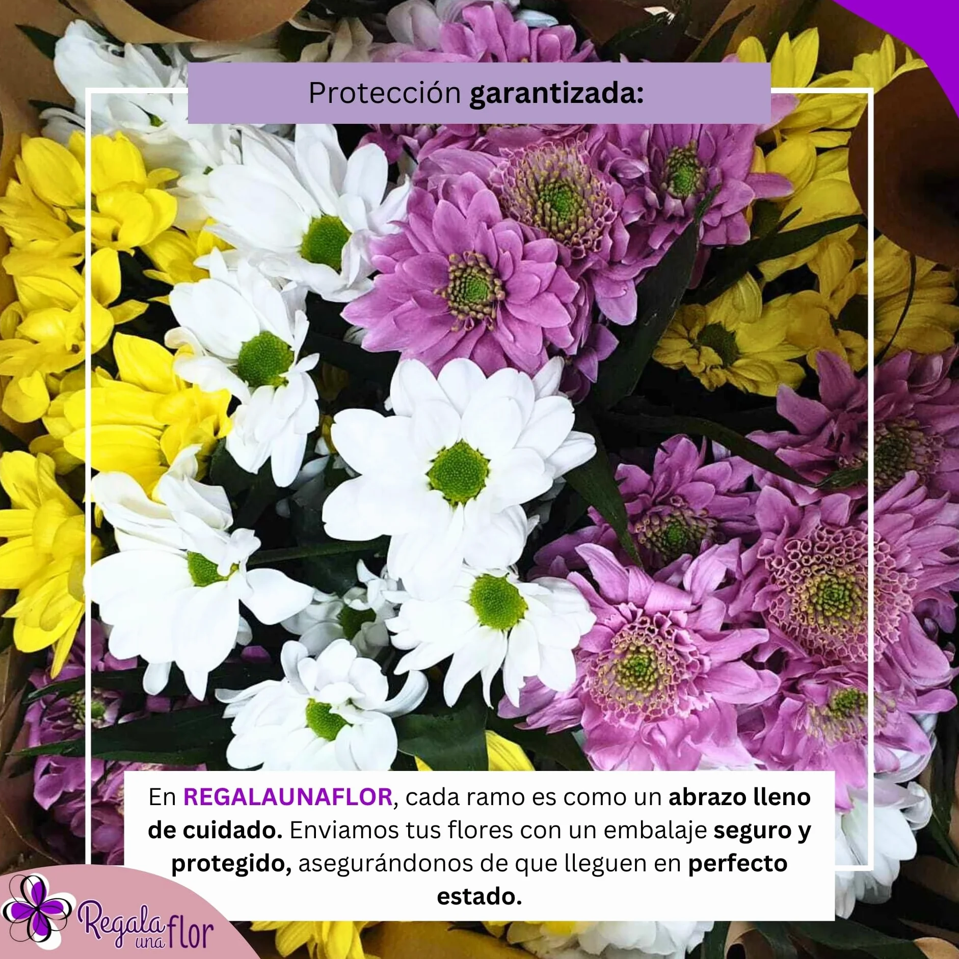 Ramo de flores naturales a domicilio Margaritas variadas con tarjeta de dedicatoria