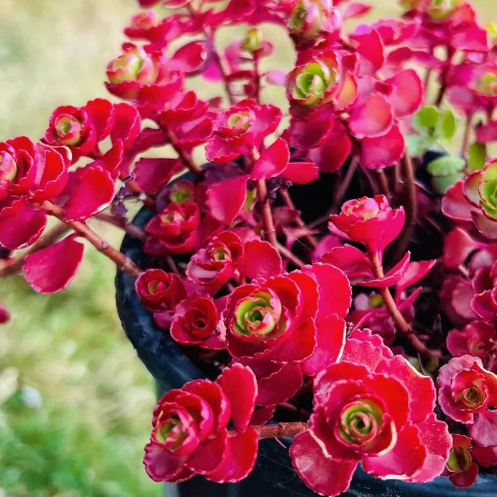 Suculentas Semillas de Rosa de Montaña 600pcs Decoración Jardín Exteriores Macetas Resistentes