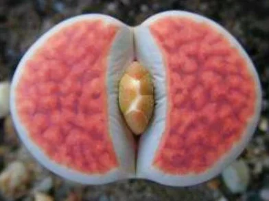 Lithops Karasmontana lateritia nasiona 15 sztuk sukulenty