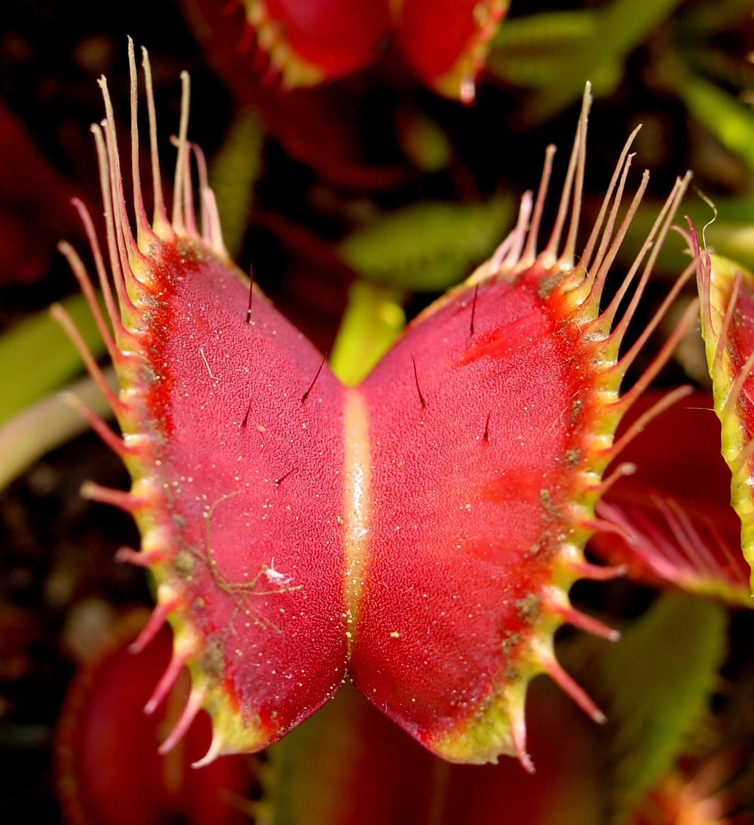 Verdecora Planta Carnívora Dionaea Muscipula Venus Atrapamoscas Maceta Ø9cm