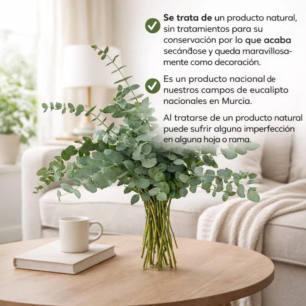 Ramo de Eucalipto Natural para Ducha y Decoración - Hojas Naturales Aromáticas