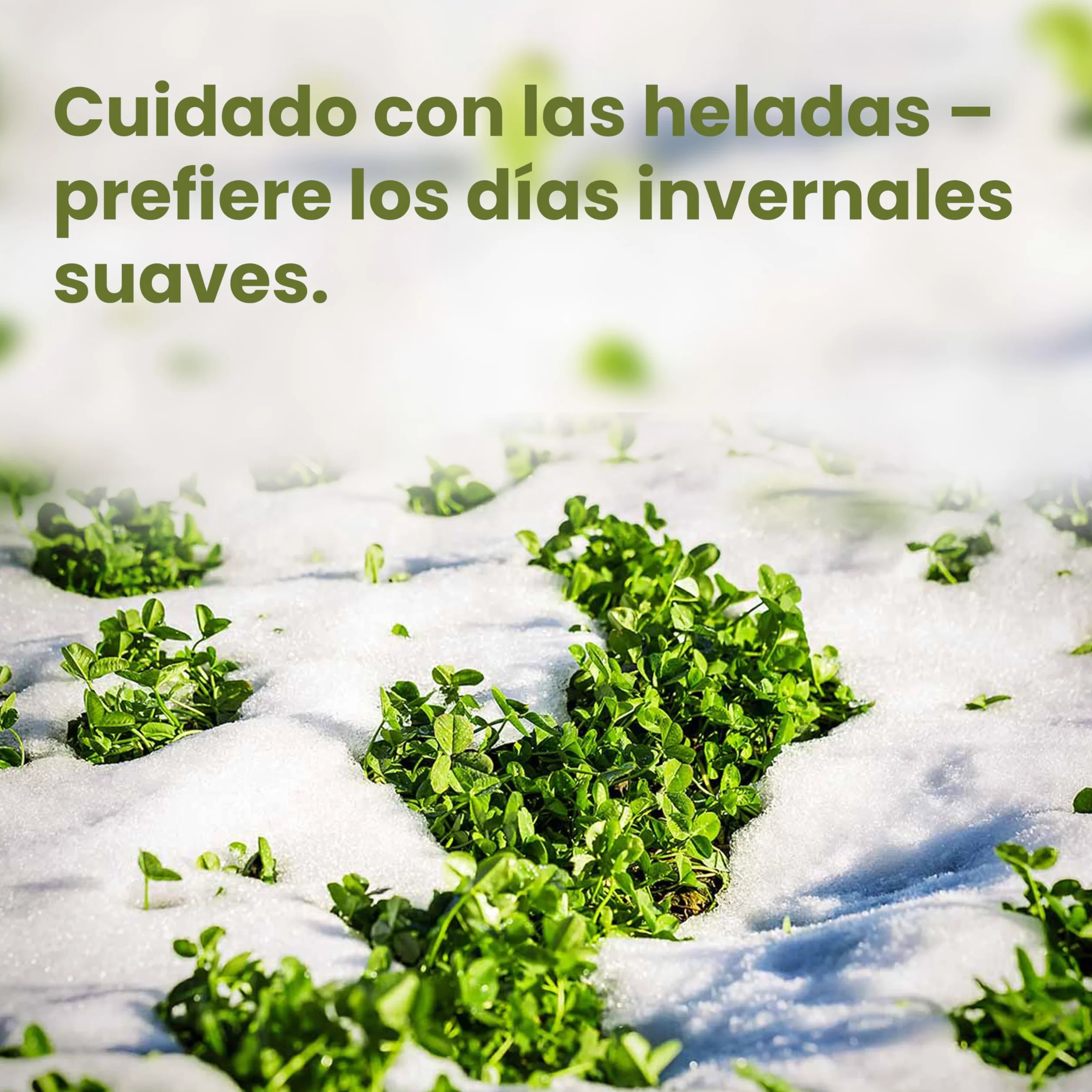 LERAVA Semillas Trebol Blanco Enano 200g 50m² Fija el Nitrógeno Mejora la Fertilidad del Suelo