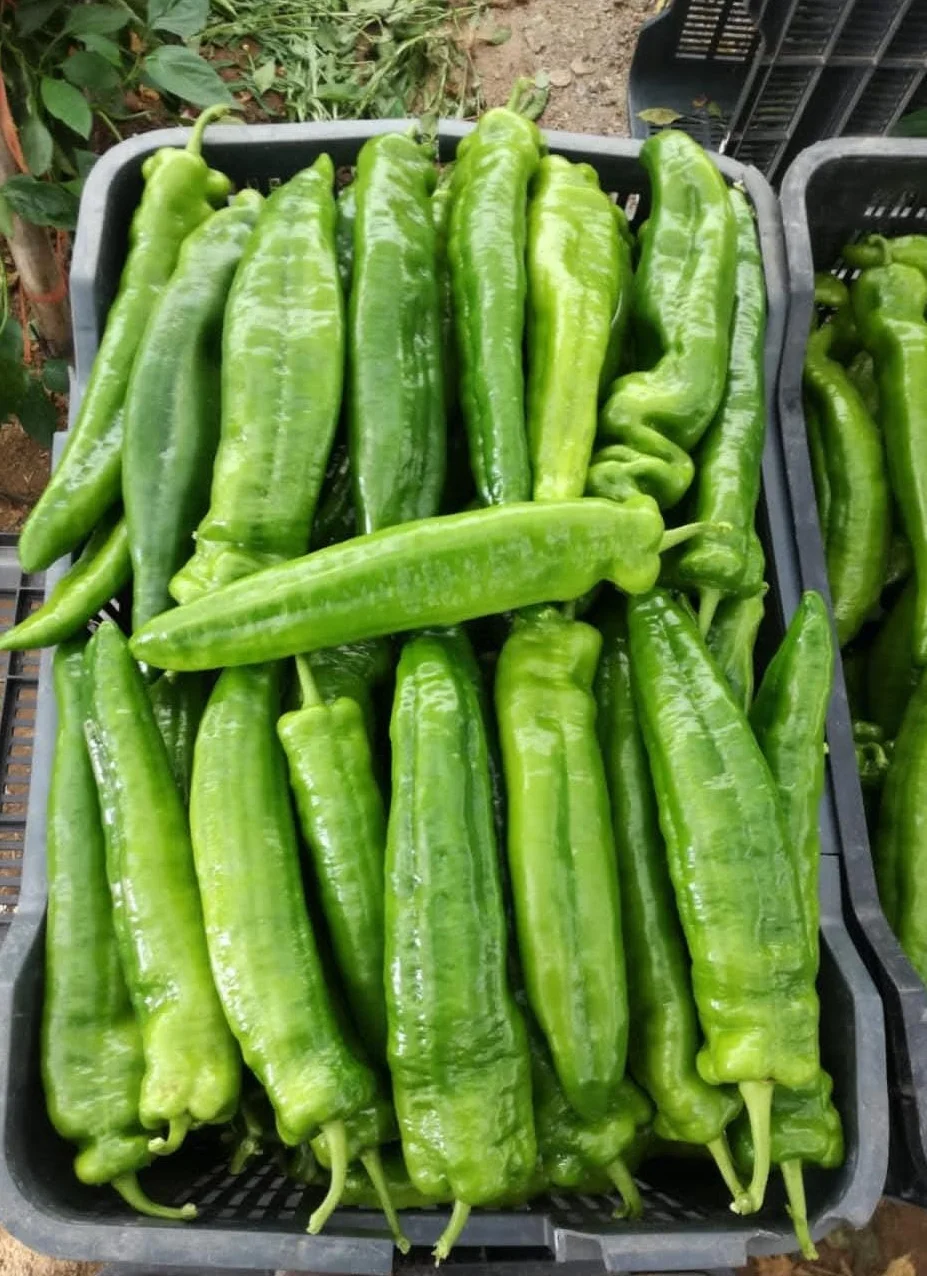 RADIX-2 ENRAIZANTE Aminoácidos Vegetales 95% Hidrólisis Enzimática 500 Gramos