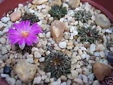 Ariocarpus kotschoubeyanus 50 Semi Pietra seme raro