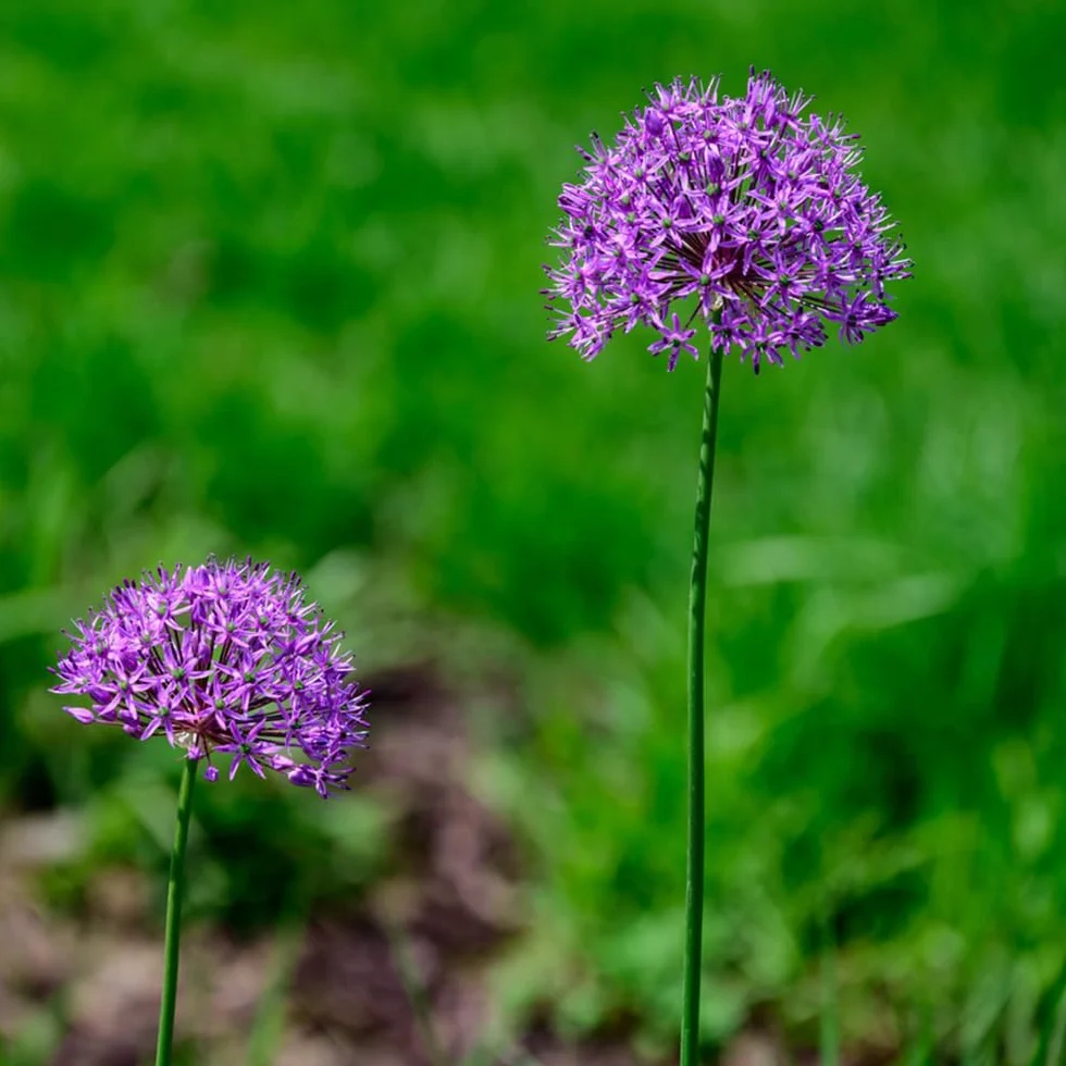 Bulbos de Allium giganteum ornamentales resistentes perennes 10 piezas