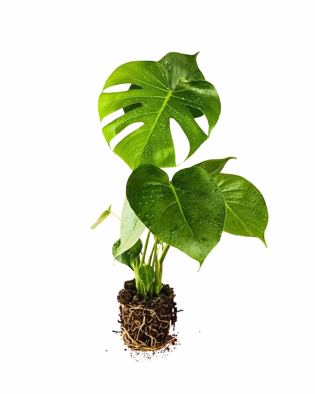 Monstera deliciosa Planta natural interior Maceta Ø12 cm Costilla de Adán