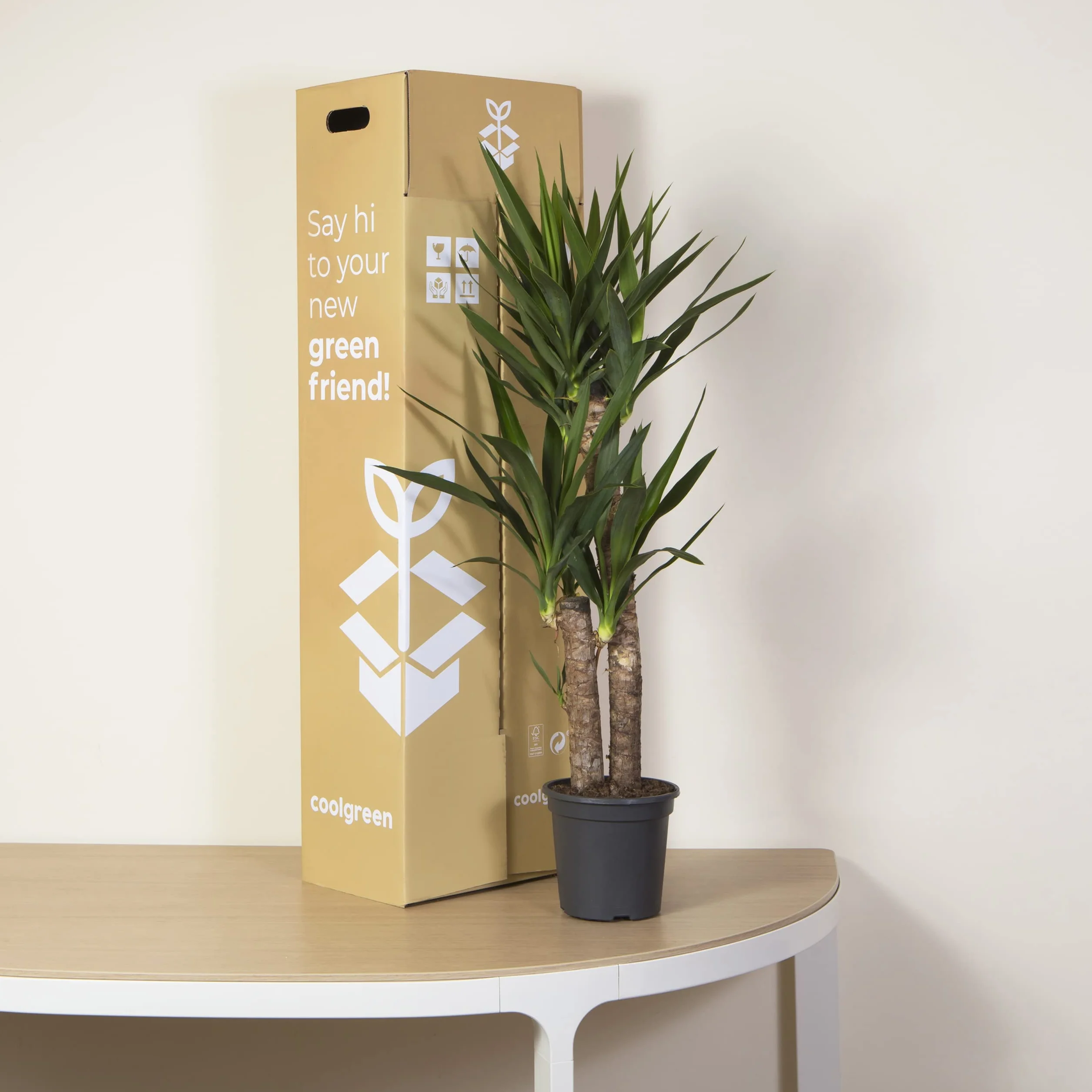 Yuca Mediana Planta natural interior Cool Green Decoracion hogar