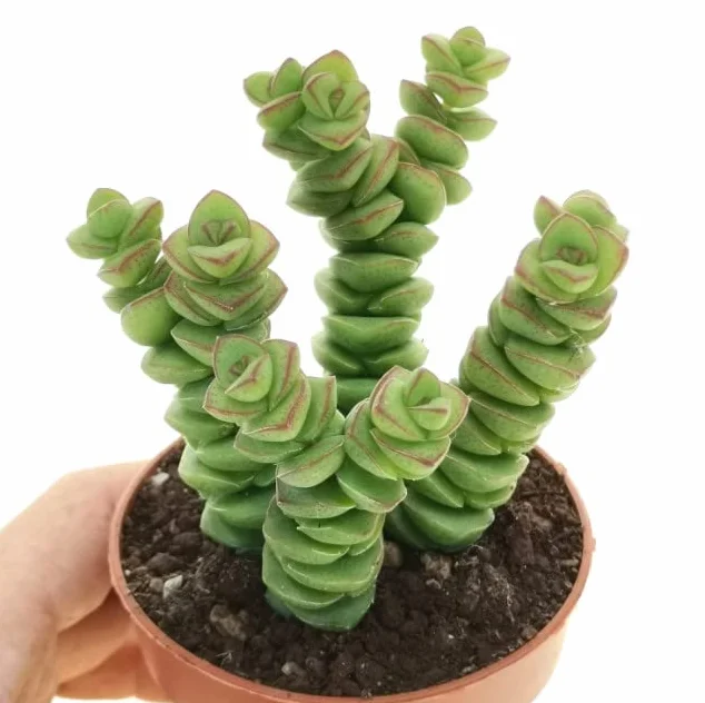 DECOALIVE Crassula Hottentot Suculenta Collar Jade Planta Natural Interior y Exterior