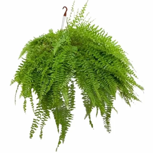 Helecho Colgante Natural 50cm Maceta 20cm Interior Exterior