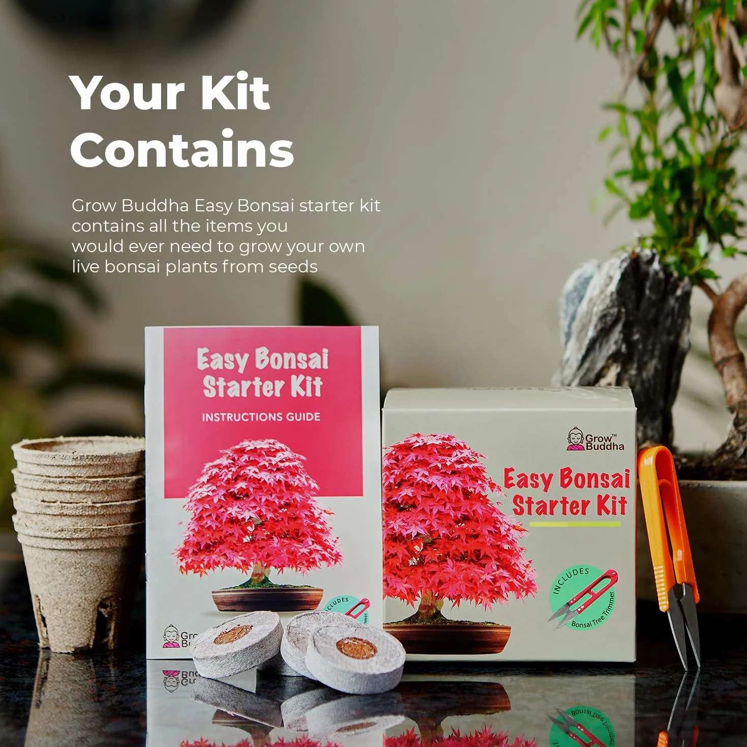 Kit de semillas de bonsái para principiantes: cultiva 4 tipos de árboles, set de regalo único