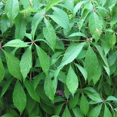 Parthenocissus quinquefolia 'Engelmannii' Roja resistente Maceta 1,5 litros