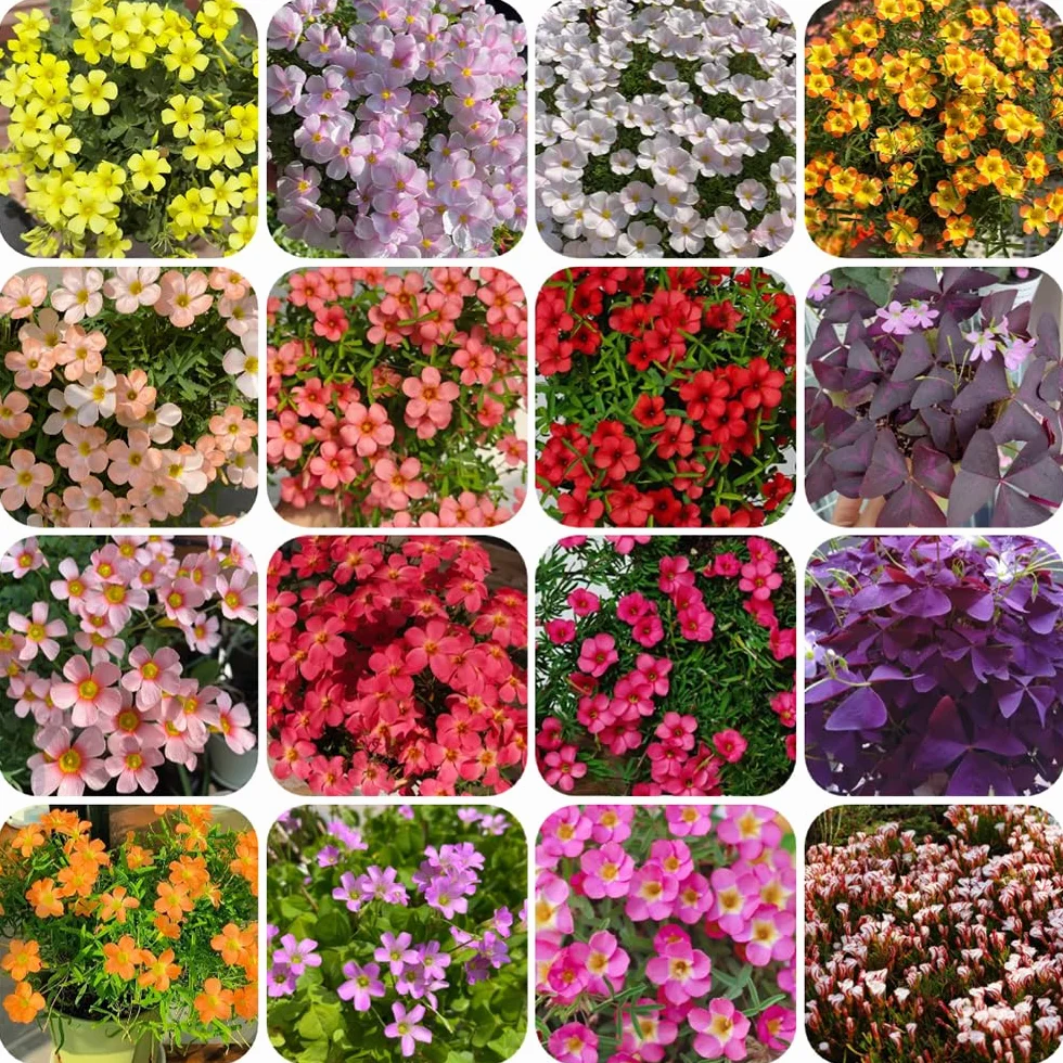 Oxalis Bulbs Perennes Resistentes Decoración Jardín 12pcs