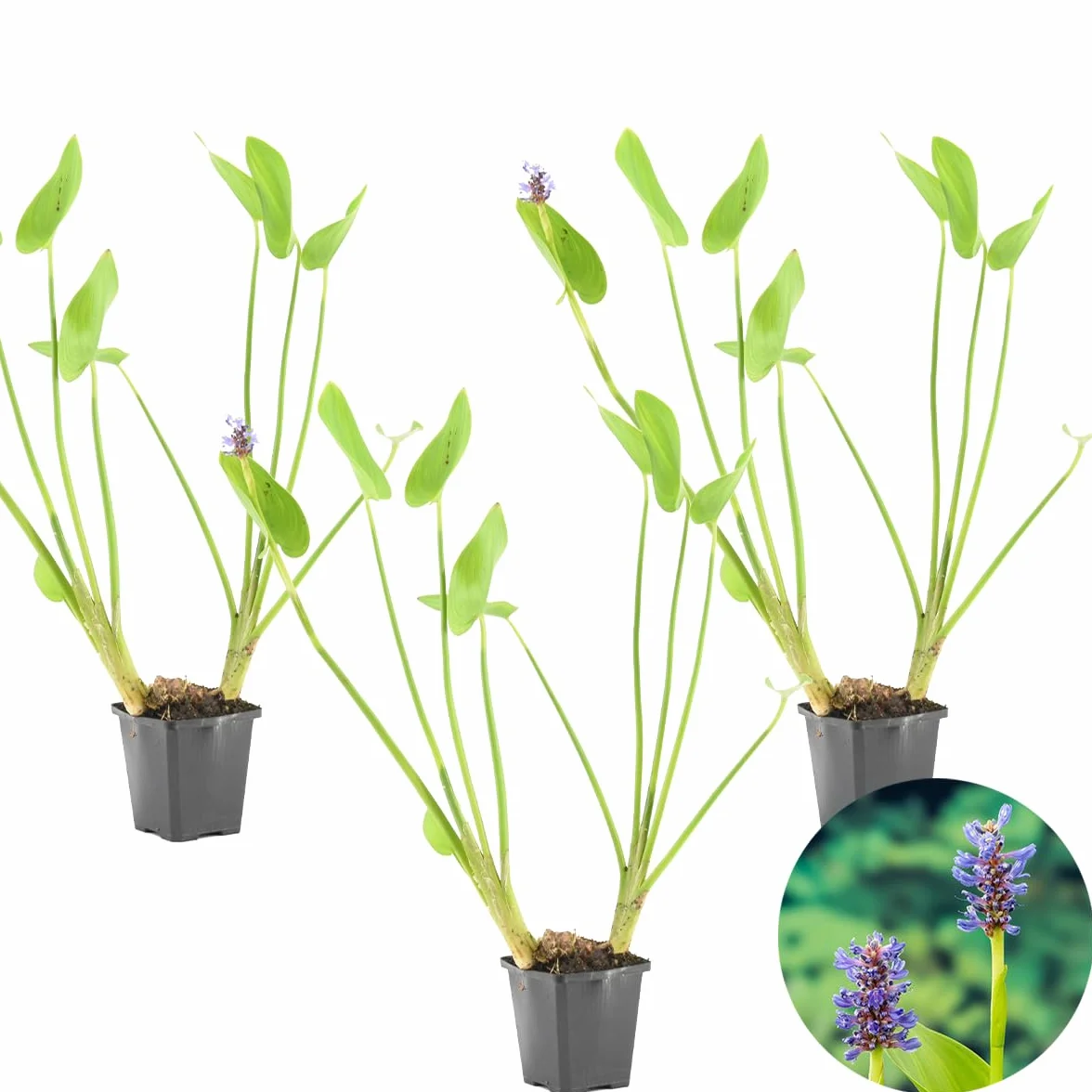 Bloomique Set de 3 Pontederia cordata Jacinto de pantano Plantas de estanque Acuáticas Resistente al frío Altura 10-20 cm Maceta 9 cm
