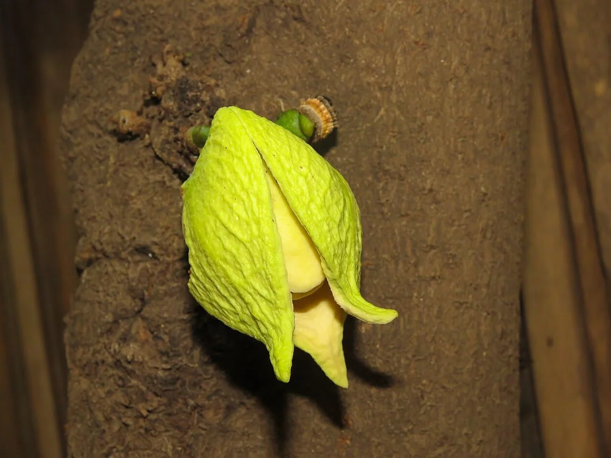 Nasiona Guanábany (Annona muricata) 10 szt.