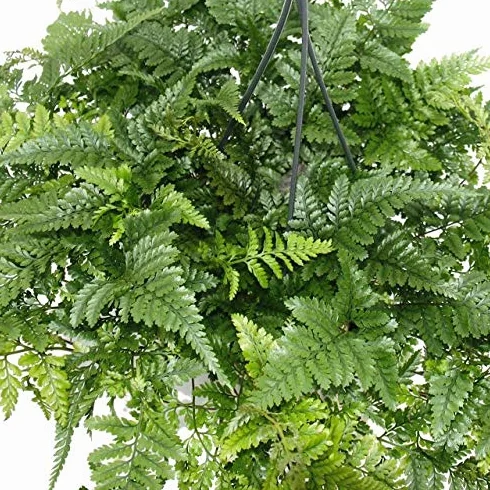 Humata Tyermannii Tarantula Fern 14cm Hanging Pot