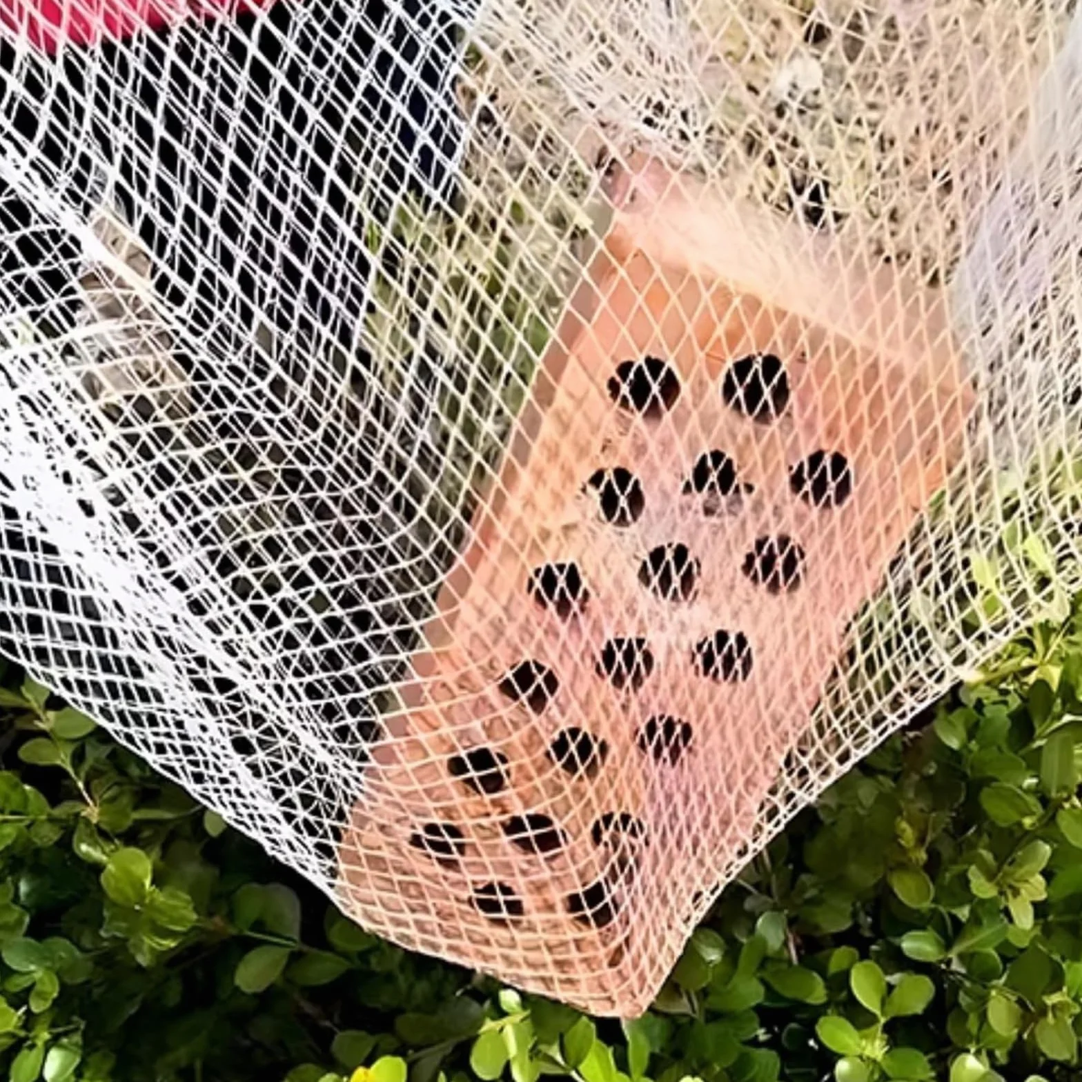 Red antigranizo para plantas, jardines y árboles, 5 mm de grosor, reutilizable y cortable, protección perfecta para frutas y verduras, ideal para invernaderos y huertos