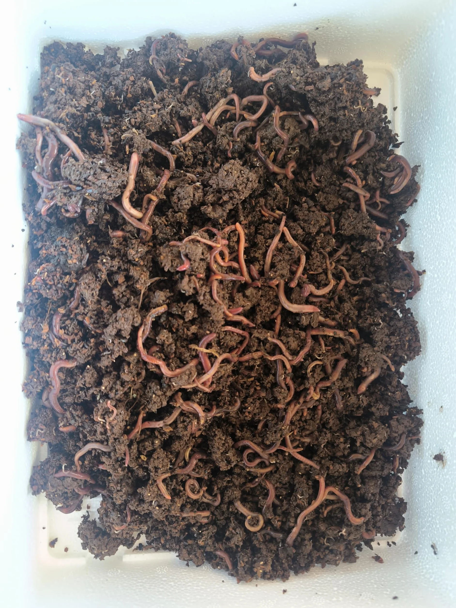 Lombriz Roja Californiana Eisenia Foetida 500 Unidades Seleccionadas a Mano para Reciclaje de Residuos