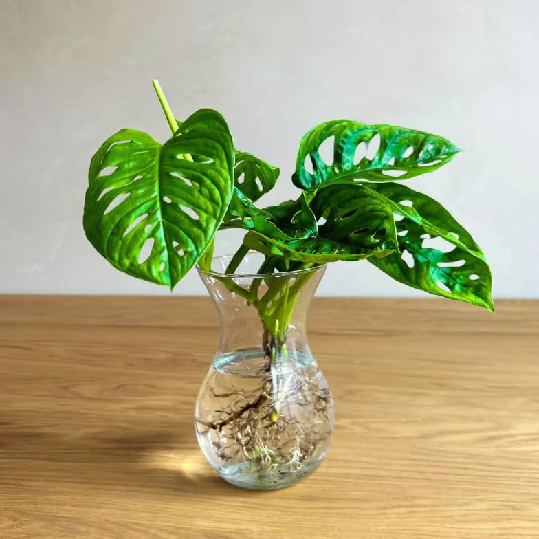 Monstera Hidroponia Estación de Propagación de Plantas en Agua