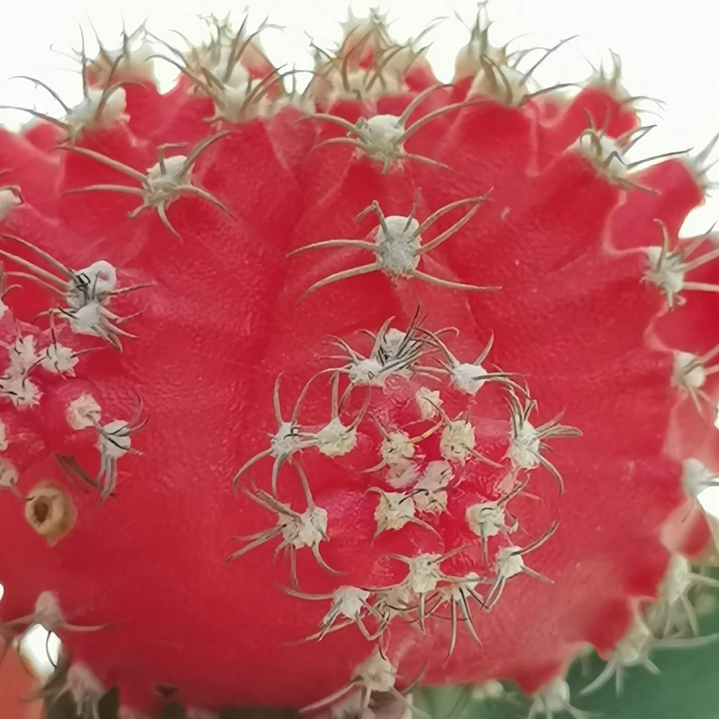 Gymnocalycium - Juego de 3 plantas suculentas reales en macetas de 6,5 cm